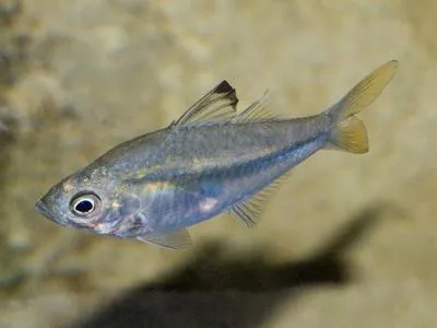Commerson's glassy (Ambassis ambassis)