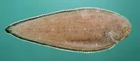 Commerson's sole (Synaptura commersonnii)