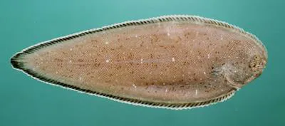 Commerson's sole (Synaptura commersonnii)