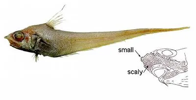 Common Atlantic grenadier (Nezumia aequalis)