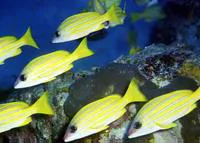 Common bluestripe snapper (Lutjanus kasmira)