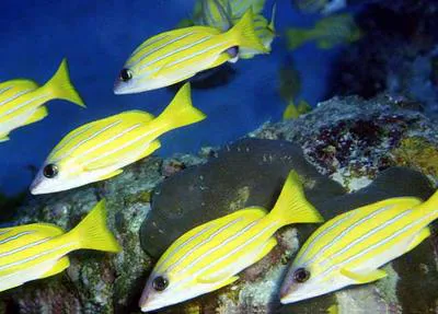 Common bluestripe snapper (Lutjanus kasmira)