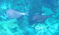 Common bullseye (Pempheris multiradiata)
