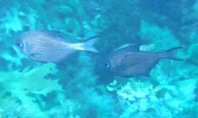 Common bullseye (Pempheris multiradiata)