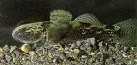 Common bully (Gobiomorphus cotidianus)