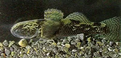 Common bully (Gobiomorphus cotidianus)