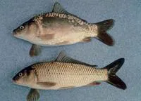 Common carp (Cyprinus carpio carpio)