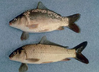 Common carp (Cyprinus carpio carpio)