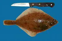 Common dab (Limanda limanda)