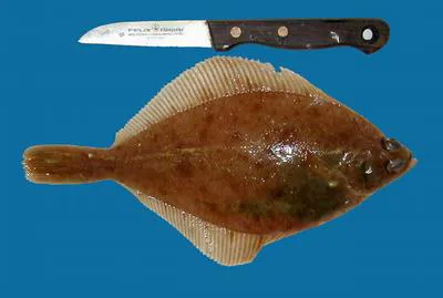 Common dab (Limanda limanda)