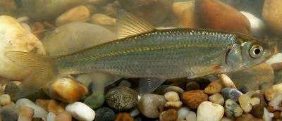 Common dace (Leuciscus leuciscus)