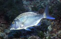 Common dentex (Dentex dentex)