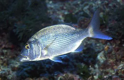 Common dentex (Dentex dentex)