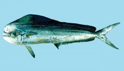 Common dolphinfish (Coryphaena hippurus)