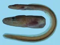Common false moray (Kaupichthys diodontus)