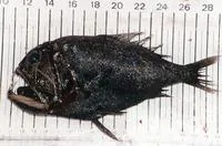 Common fangtooth (Anoplogaster cornuta)