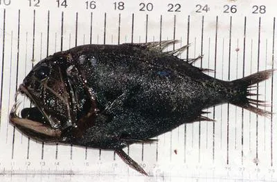Common fangtooth (Anoplogaster cornuta)