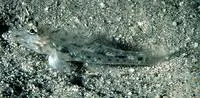 Common fusegoby (Fusigobius neophytus)