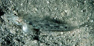 Common fusegoby (Fusigobius neophytus)