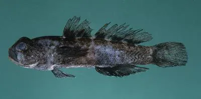 Common goby (Hetereleotris vulgaris)