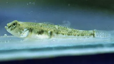 Common goby (Pomatoschistus microps)