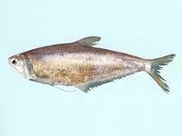 Common hairfin anchovy (Setipinna tenuifilis)