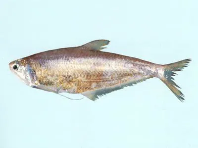 Common hairfin anchovy (Setipinna tenuifilis)