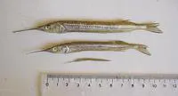 Common halfbeak (Hyporhamphus unifasciatus)