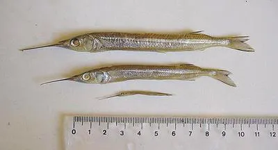 Common halfbeak (Hyporhamphus unifasciatus)