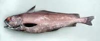 Common mora (Mora moro)