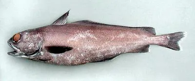 Common mora (Mora moro)