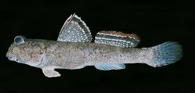 Common mudskipper (Periophthalmus kalolo)