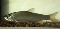 Common nase (Chondrostoma nasus)