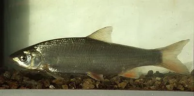 Common nase (Chondrostoma nasus)