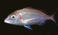 Common pandora (Pagellus erythrinus)