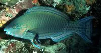 Common parrotfish (Scarus psittacus)