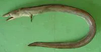 Common pike conger (Muraenesox bagio)