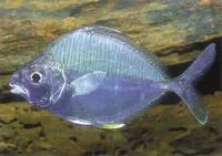 Common ponyfish (Leiognathus equulus)