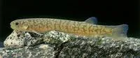 Common river galaxias (Galaxias vulgaris)
