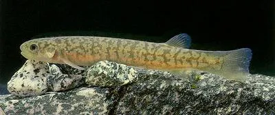 Common river galaxias (Galaxias vulgaris)