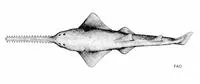 Common sawfish (Pristis pristis)