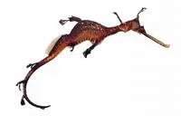 Common seadragon (Phyllopteryx taeniolatus)