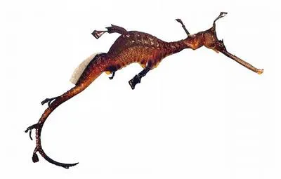 Common seadragon (Phyllopteryx taeniolatus)