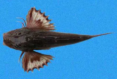 Common searobin (Prionotus ruscarius)