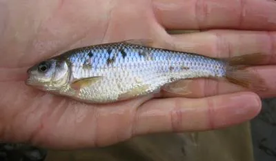Common shiner (Luxilus cornutus)