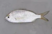 Common silver belly (Gerres subfasciatus)