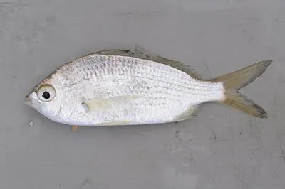 Common silver belly (Gerres subfasciatus)