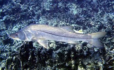 Common snook (Centropomus undecimalis)