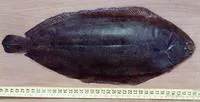 Common sole (Solea solea)