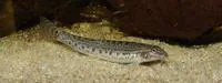 Common spiny loach (Lepidocephalichthys thermalis)
